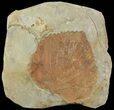 Paleocene Fossil Leaf (Davidia) - Montana #68277-1